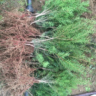 红豆杉1-4年小苗造型东北红豆杉辽宁东北红豆杉树苗