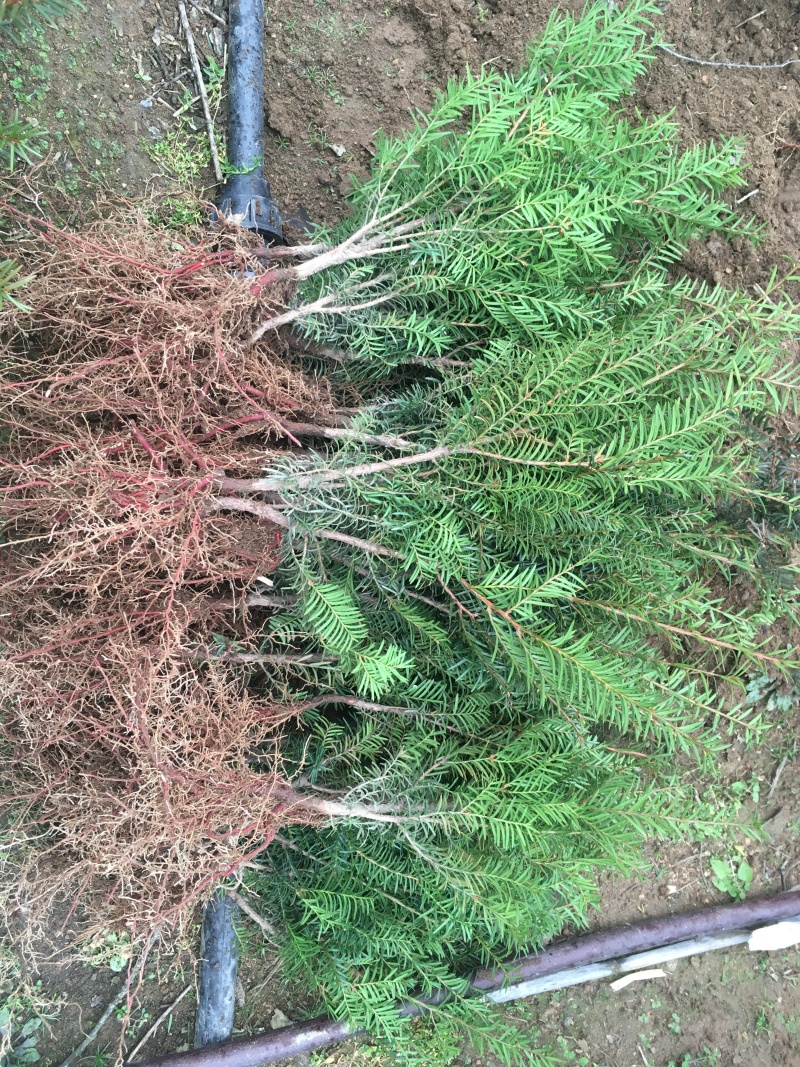 红豆杉1-4年小苗造型东北红豆杉辽宁东北红豆杉树苗