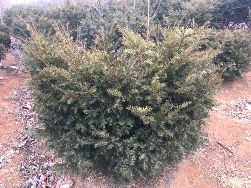 红豆杉1-4年小苗造型东北红豆杉辽宁东北红豆杉树苗
