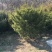 红豆杉1-4年小苗造型东北红豆杉辽宁东北红豆杉树苗