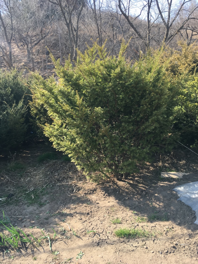 红豆杉1-4年小苗造型东北红豆杉辽宁东北红豆杉树苗