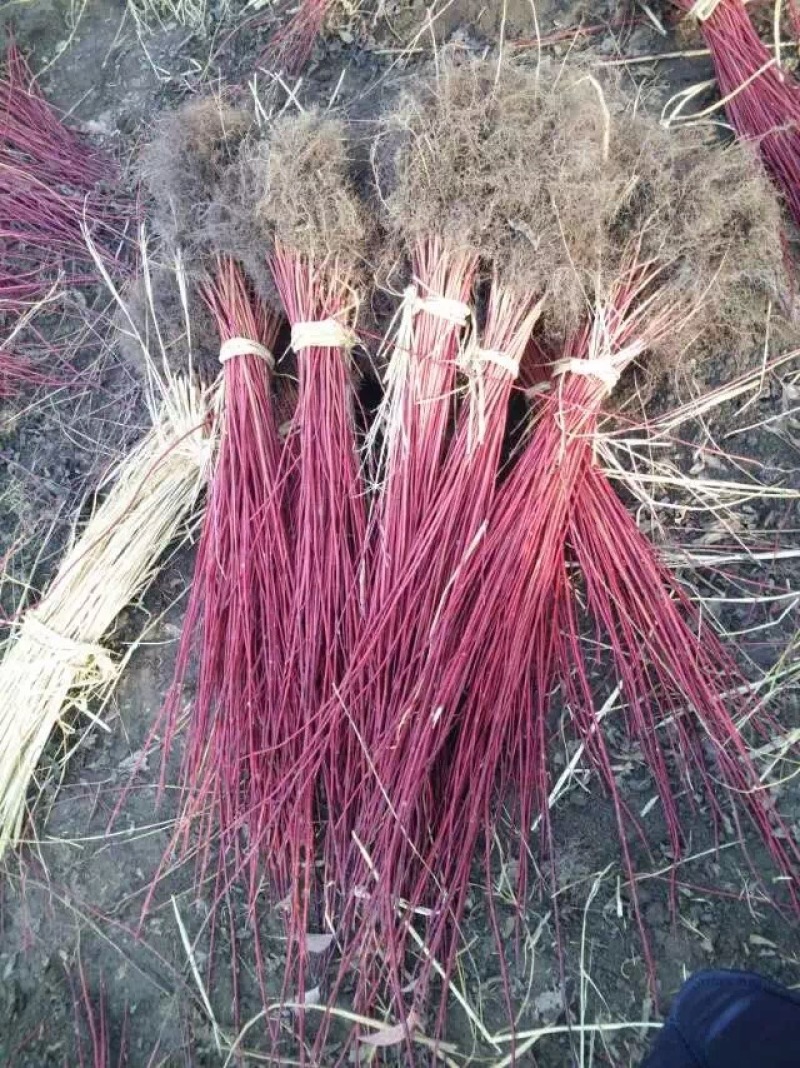 批发红瑞木4-8分枝红瑞木播种小偃伏莱木容器杯苗