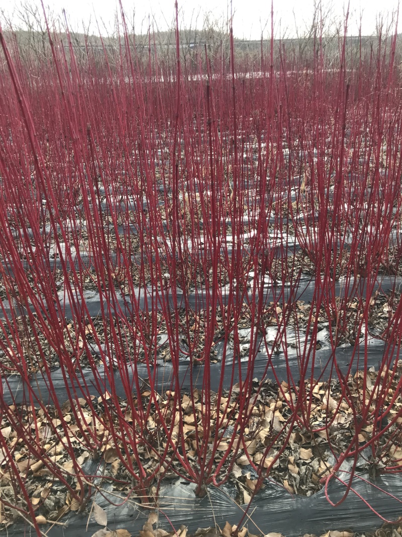 批发红瑞木4-8分枝红瑞木播种小偃伏莱木容器杯苗
