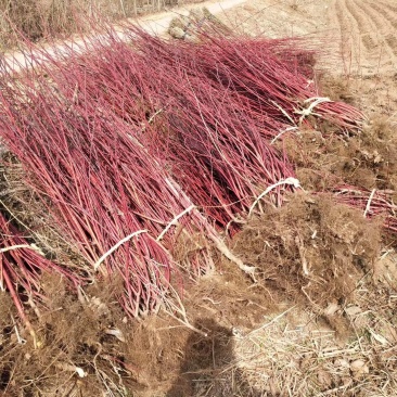 批发红瑞木4-8分枝红瑞木播种小偃伏莱木容器杯苗