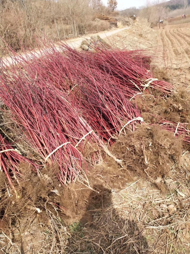 批发红瑞木4-8分枝红瑞木播种小偃伏莱木容器杯苗