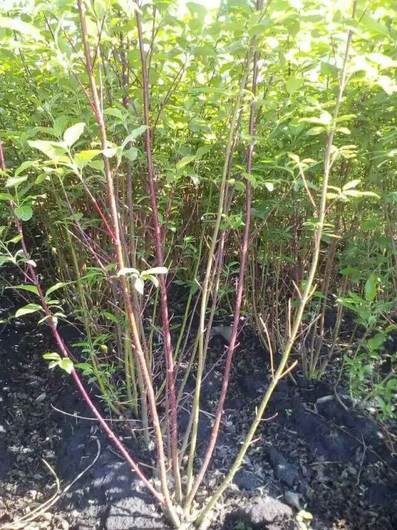 批发红瑞木4-8分枝红瑞木播种小偃伏莱木容器杯苗