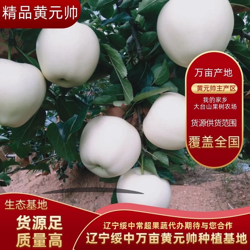 辽宁省绥中县黄元帅苹果金帅苹果8月20号开始订购