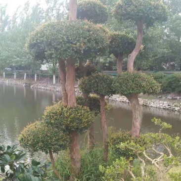 保质保量哪里有赤楠盆景占地赤楠盆景大量赤楠桩