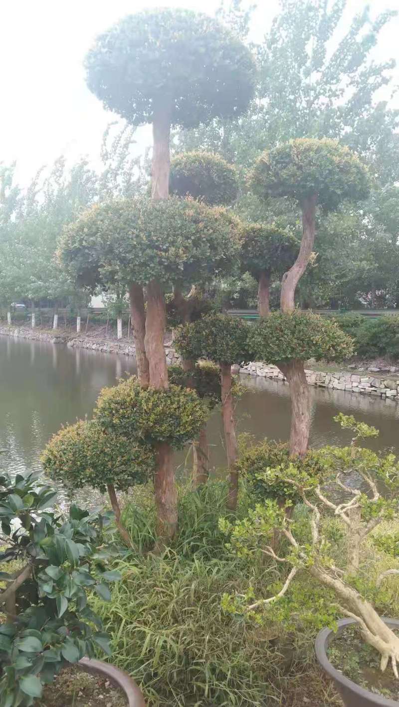 保质保量哪里有赤楠盆景占地赤楠盆景大量赤楠桩