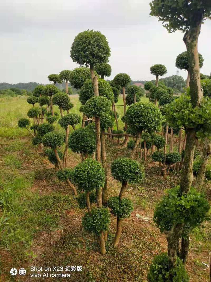 保质保量哪里有赤楠盆景占地赤楠盆景大量赤楠桩