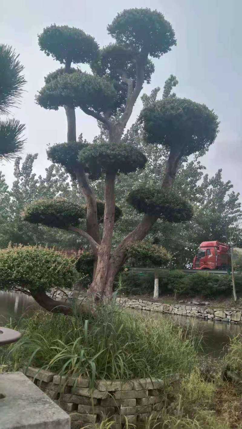 保质保量哪里有赤楠盆景占地赤楠盆景大量赤楠桩