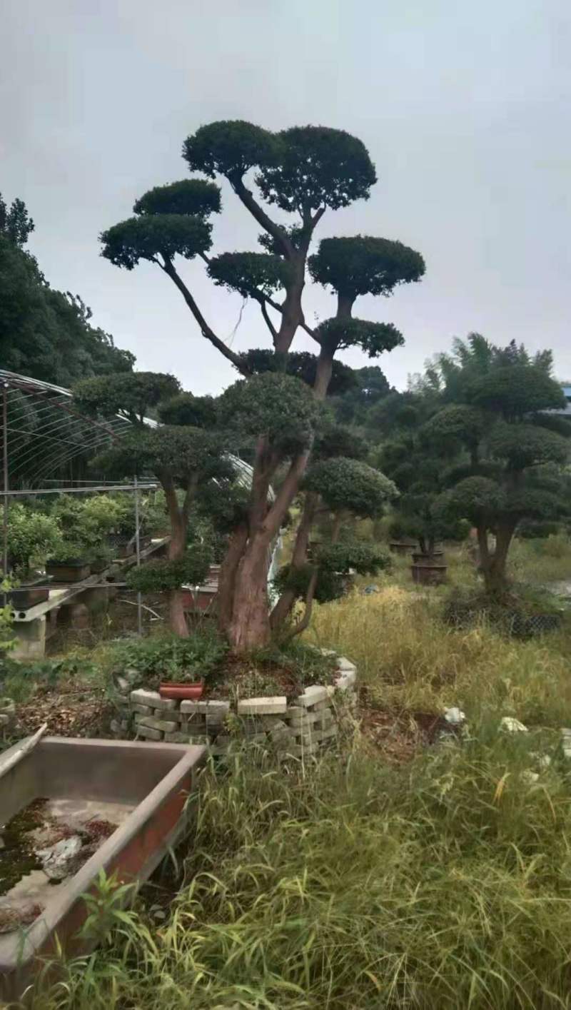 保质保量哪里有赤楠盆景占地赤楠盆景大量赤楠桩