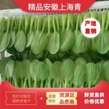 安徽太和上海青种植基地，产地直发价格优惠欢迎联系