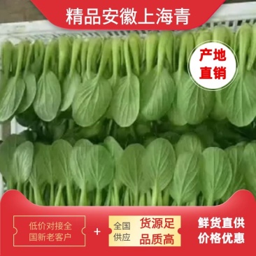 安徽太和上海青种植基地，产地直发价格优惠欢迎联系
