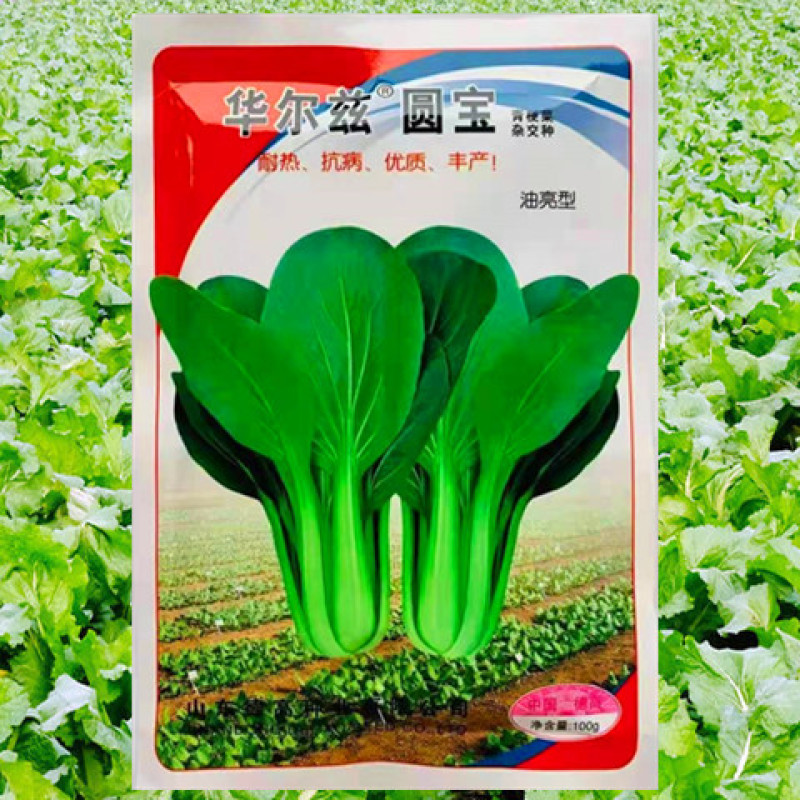 青梗菜种子华尔兹圆宝高产抗病抗热耐雨耐贮运优质杂交小青菜