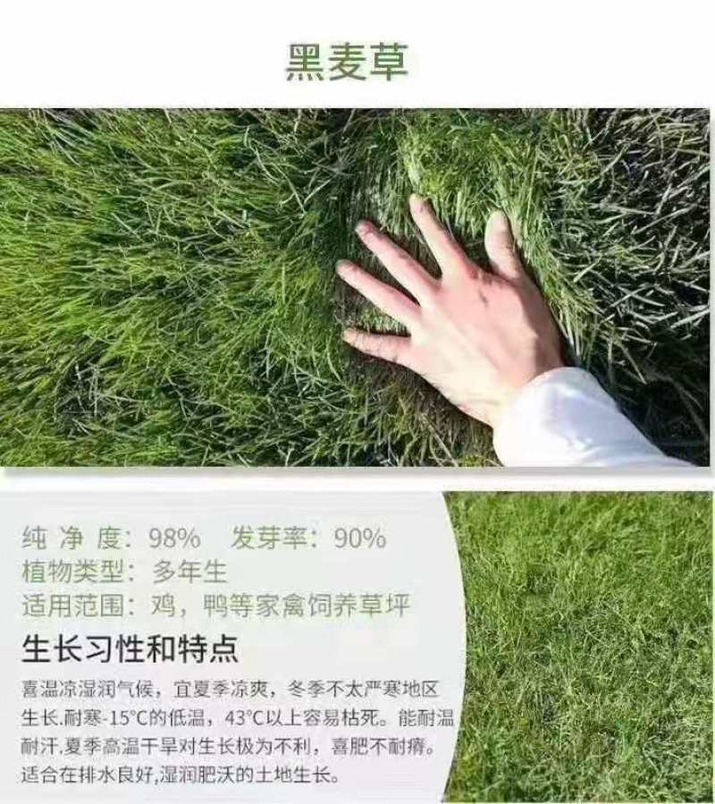 马尼拉草块、百慕大草卷、台湾青草皮、矮生百慕大