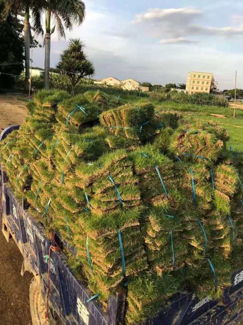 哪里有批发兰引3号、江西果岭草、台湾青草皮