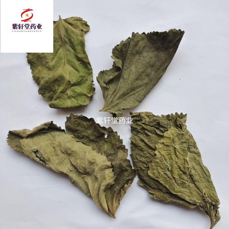桑叶青桑叶统货产地山东省今年新货地道药材