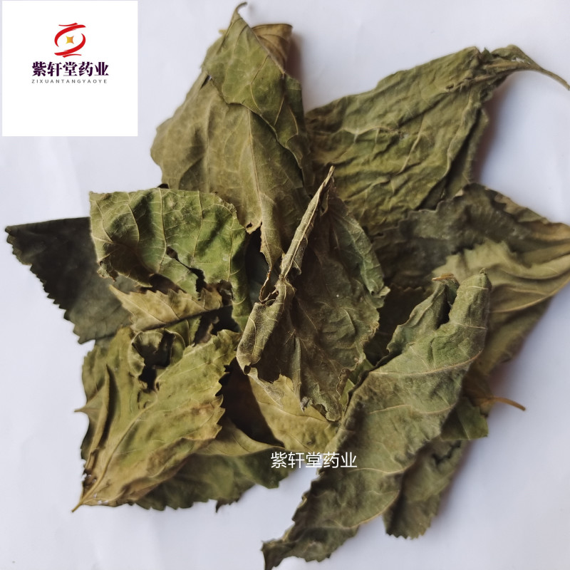 桑叶青桑叶统货产地山东省今年新货地道药材