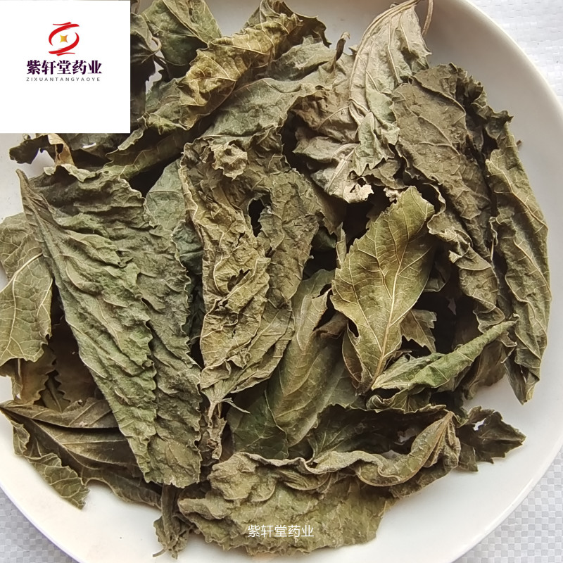桑叶青桑叶统货产地山东省今年新货地道药材