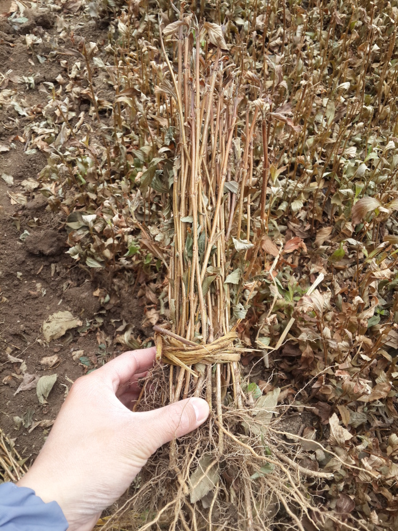 红王子锦带小苗5-8分枝工程苗锦带杯苗东北锦带
