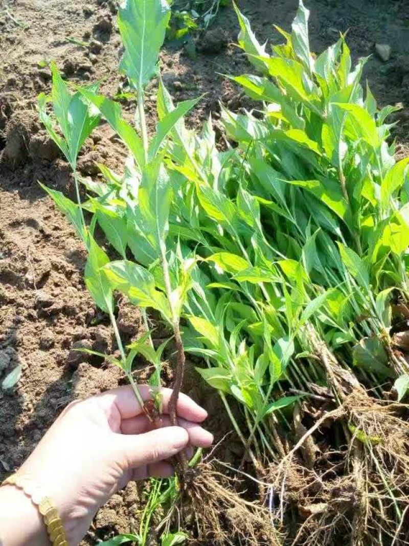 红王子锦带小苗5-8分枝工程苗锦带杯苗东北锦带