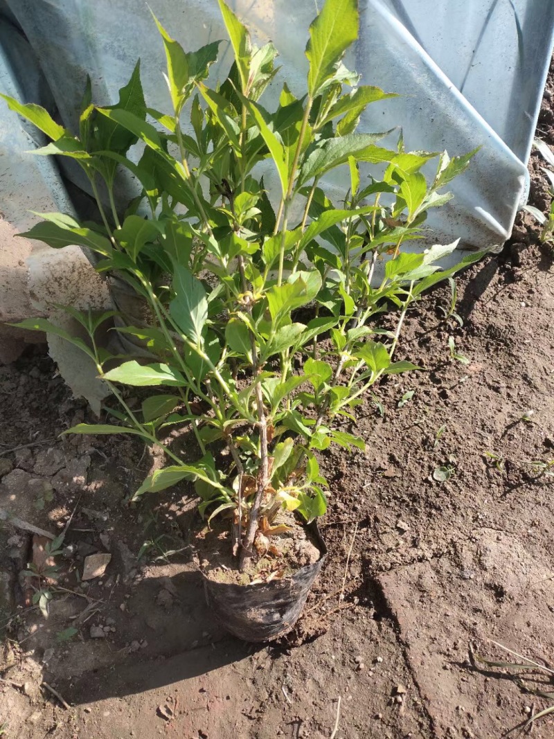 红王子锦带小苗5-8分枝工程苗锦带杯苗东北锦带