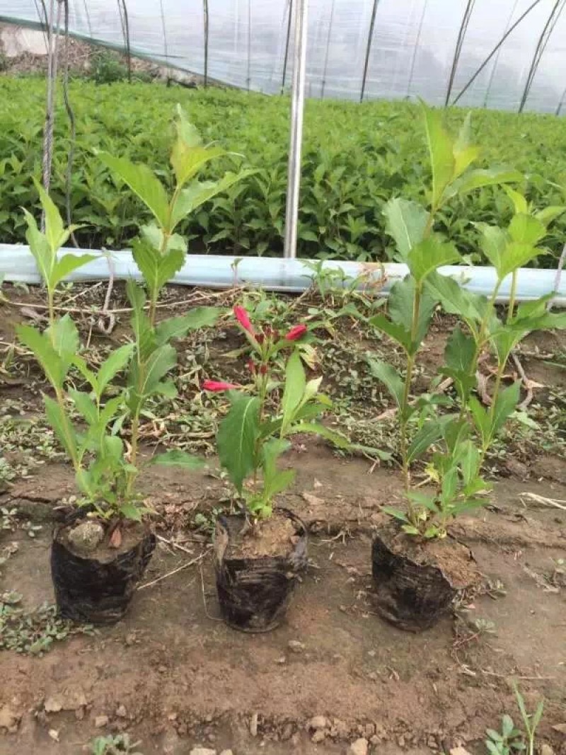 红王子锦带小苗5-8分枝工程苗锦带杯苗东北锦带