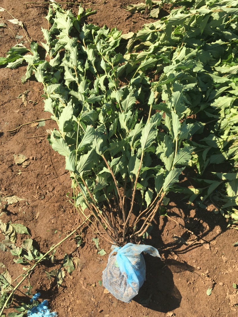 红王子锦带小苗5-8分枝工程苗锦带杯苗东北锦带