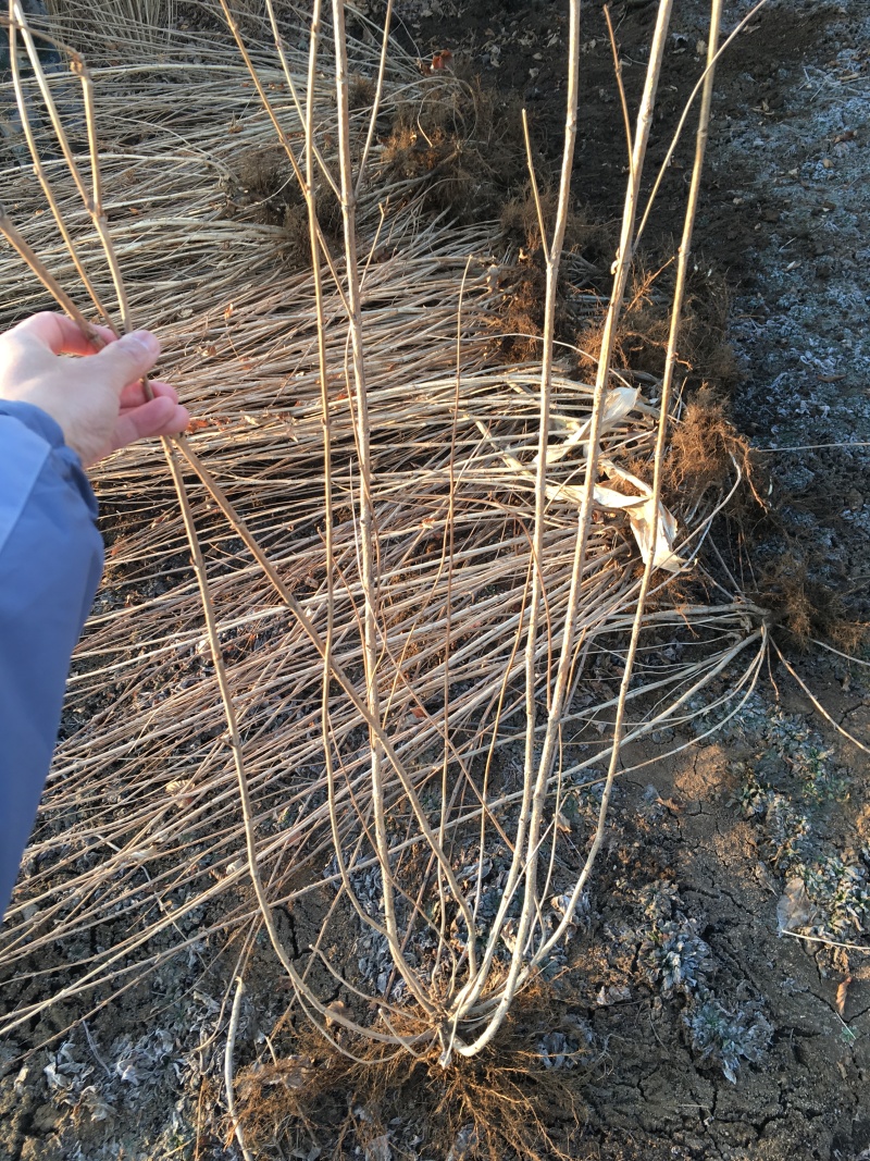 红王子锦带小苗5-8分枝工程苗锦带杯苗东北锦带