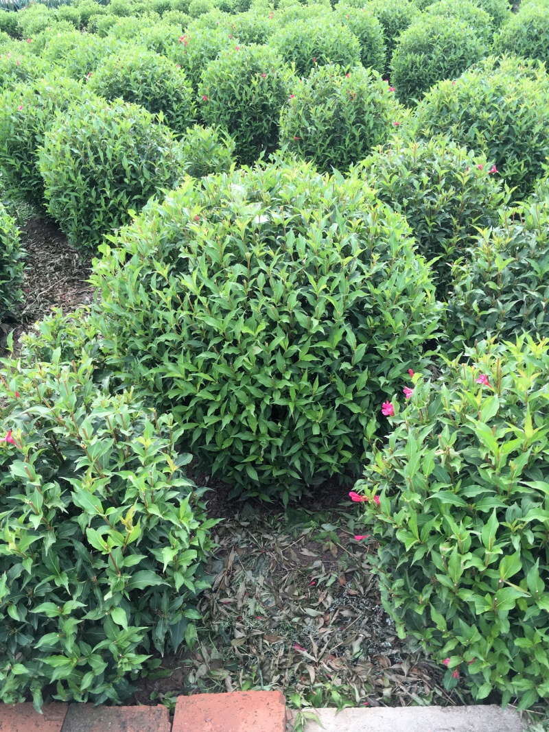 红王子锦带小苗5-8分枝工程苗锦带杯苗东北锦带