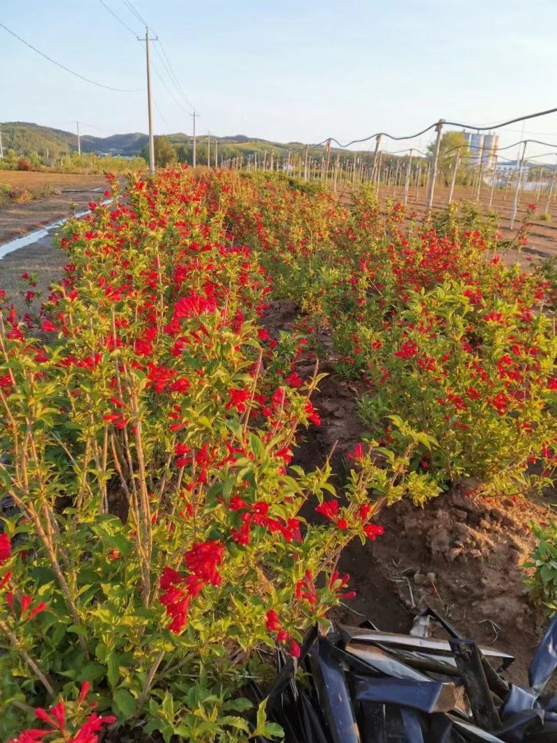 红王子锦带小苗5-8分枝工程苗锦带杯苗东北锦带