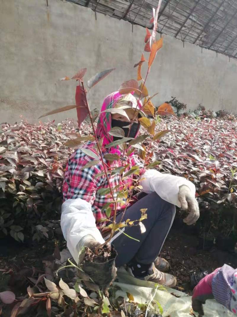 红叶李杯苗密枝红叶李扦插小苗灌木红叶李绿篱苗树球
