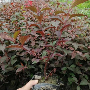 红叶榆叶梅3-8分枝工程苗红叶榆叶梅扦插苗容器杯苗