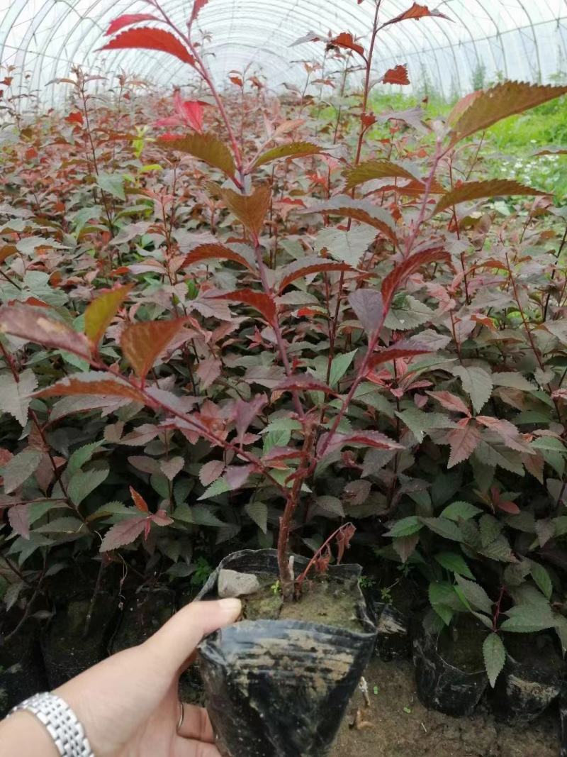 红叶榆叶梅3-8分枝工程苗红叶榆叶梅扦插苗容器杯苗