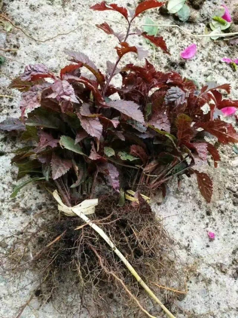 红叶榆叶梅3-8分枝工程苗红叶榆叶梅扦插苗容器杯苗