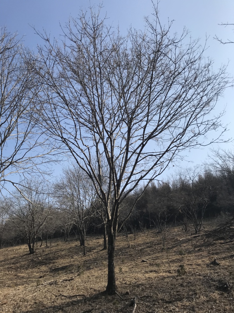 丛生花曲柳4-8分枝单株花曲柳10-30公分东北曲柳