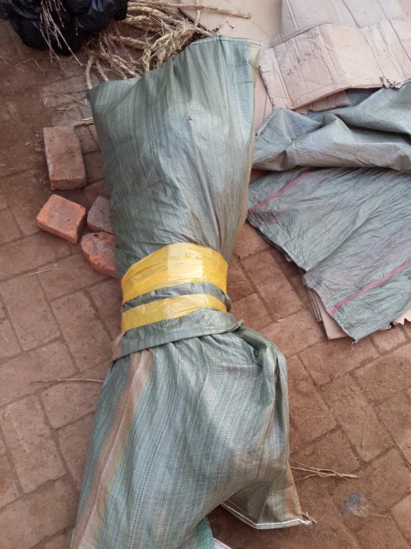 黄柏树苗黄菠萝小苗东北黄檗树苗及播种小苗工程树
