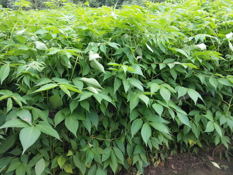 黄柏树苗黄菠萝小苗东北黄檗树苗及播种小苗工程树