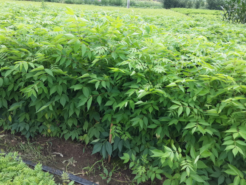 黄柏树苗黄菠萝小苗东北黄檗树苗及播种小苗工程树