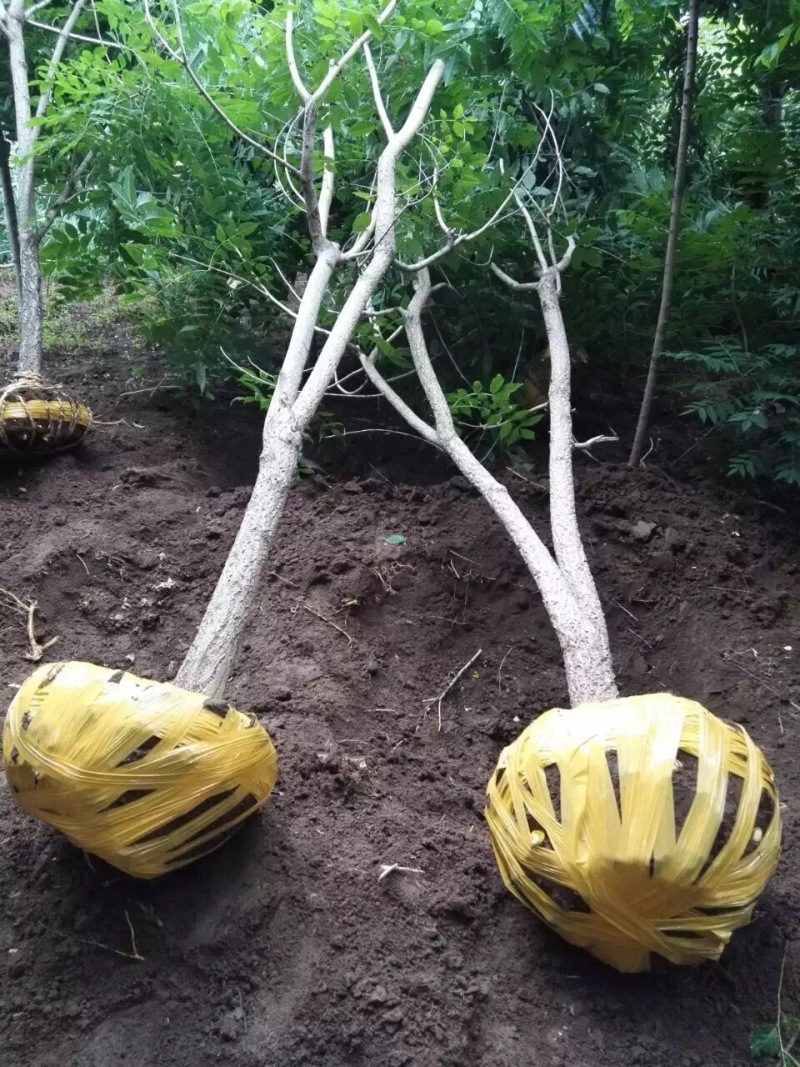 黄柏树苗黄菠萝小苗东北黄檗树苗及播种小苗工程树