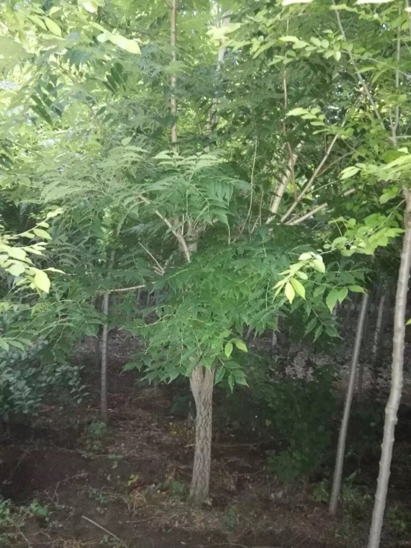 黄柏树苗黄菠萝小苗东北黄檗树苗及播种小苗工程树