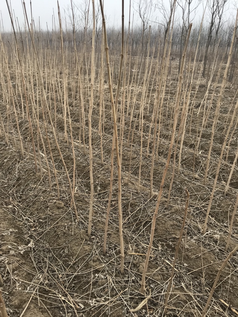黄柏树苗黄菠萝小苗东北黄檗树苗及播种小苗工程树