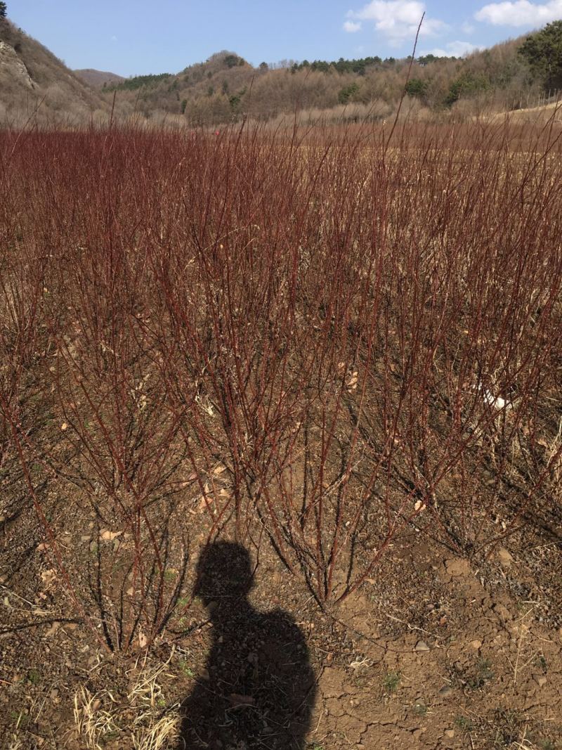 黄刺玫扦插小苗丛生3-8分枝黄刺玫工程苗杯苗丛生大墩
