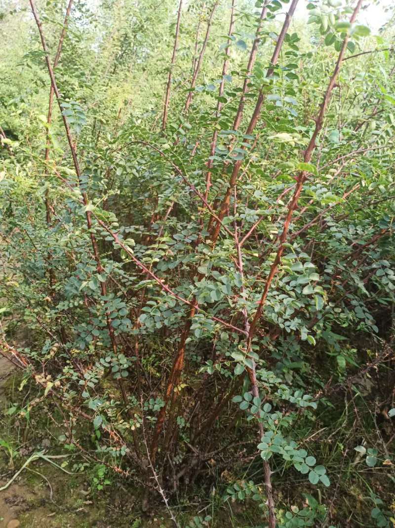 黄刺玫扦插小苗丛生3-8分枝黄刺玫工程苗杯苗丛生大墩
