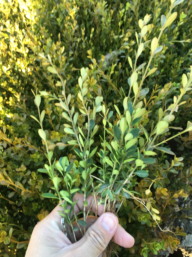 黄杨杯苗小叶黄杨绿篱苗朝鲜黄杨杯苗黄杨播种小苗