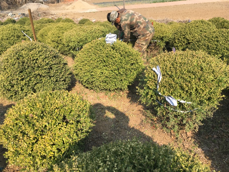 黄杨杯苗小叶黄杨绿篱苗朝鲜黄杨杯苗黄杨播种小苗