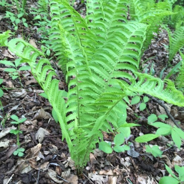 荚果蕨耐阴观赏植物东北荚果蕨容器杯苗全国发货