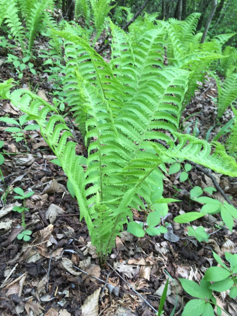 荚果蕨耐阴观赏植物东北荚果蕨容器杯苗全国发货