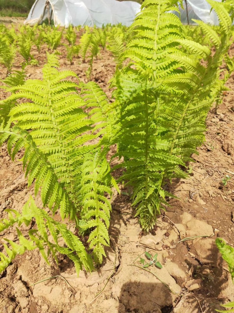 荚果蕨耐阴观赏植物东北荚果蕨容器杯苗全国发货
